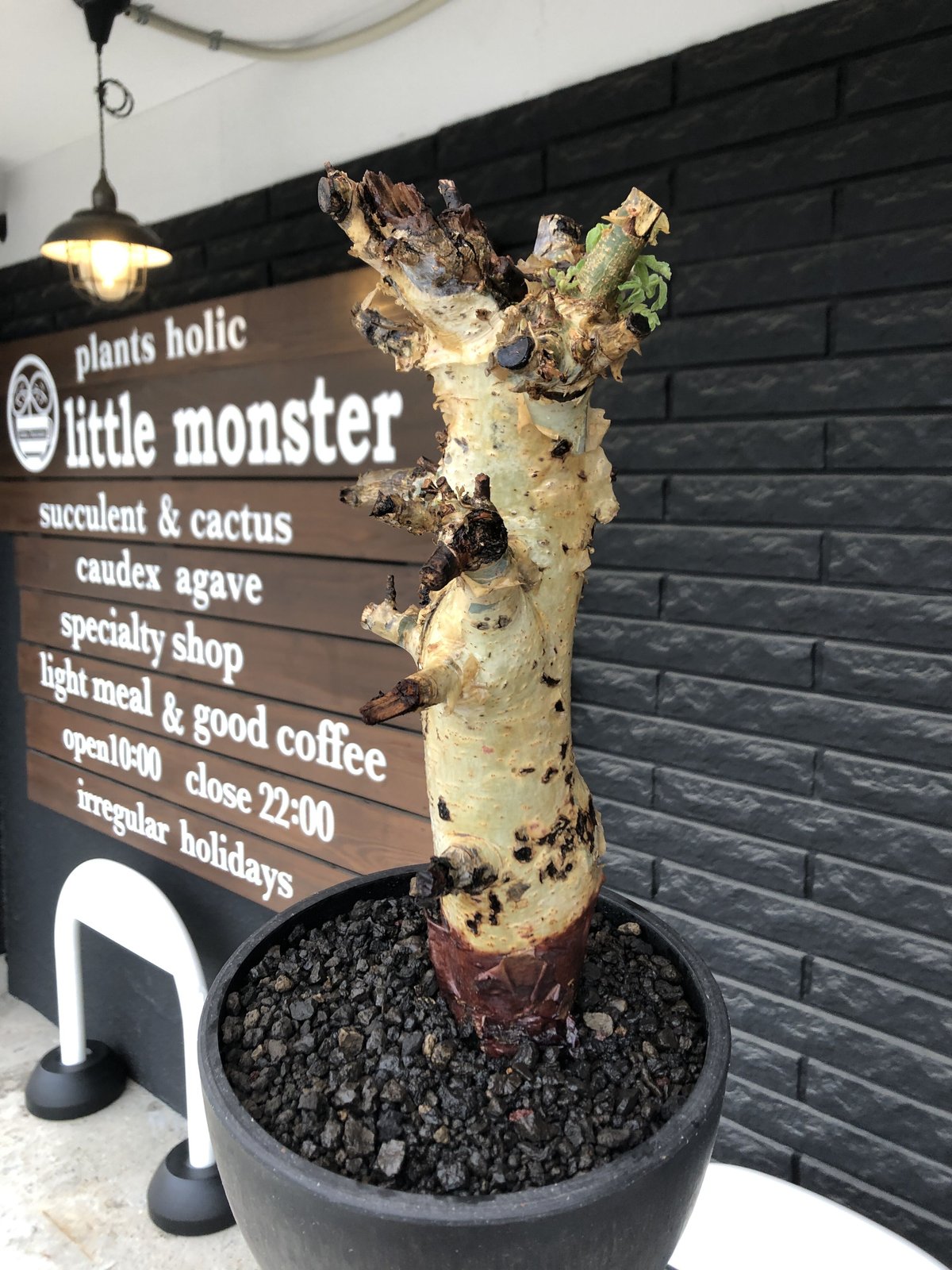 発根済み　現地球　コミフォラ・ホルトジアナ コミフォラ ホルトジアナ 現地株 発根済み 良型 美形 commiphora