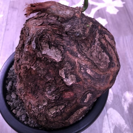 cyphostemma     pachypus《L L size》激希少size‼︎ ※歴史と生き様を実感できる大株‼︎ ✨驚愕‼︎1周年感謝株No.⑤