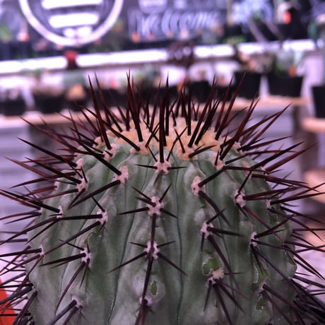 copiapoa   cinerea  var.columna-alba《M size》 発根済み株  ※国内8年株  bowl  marble  pot植え
