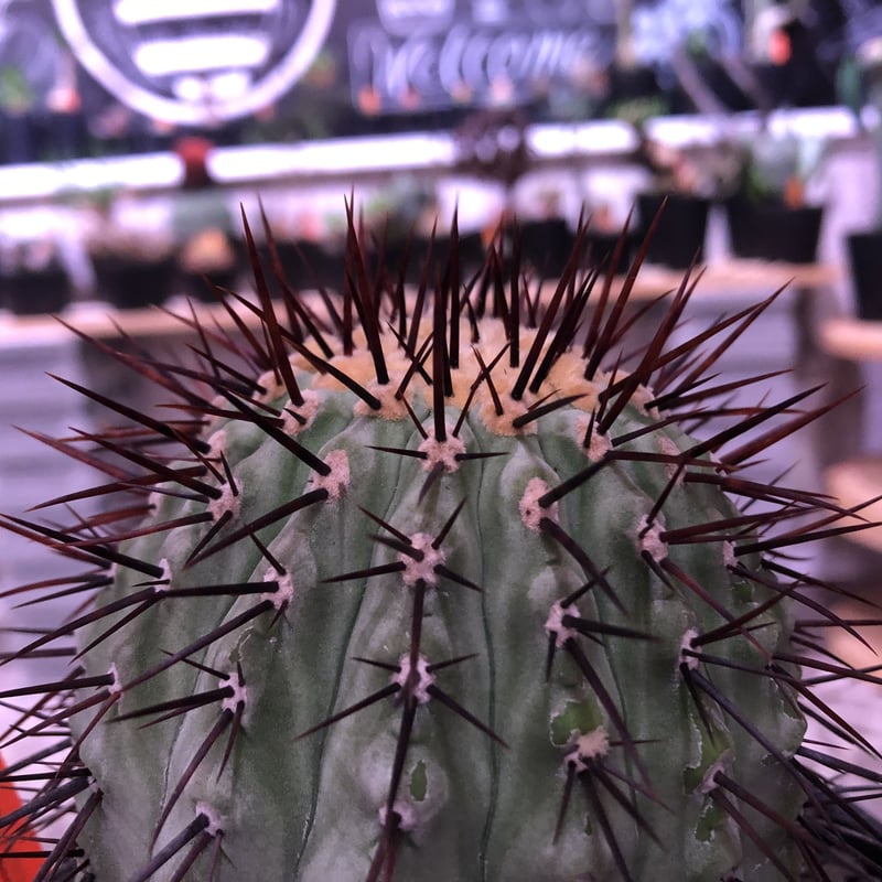 copiapoa cinerea var.columna-alba《M size》 発根