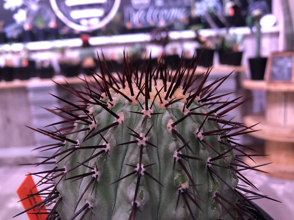 copiapoa cinerea var.columna-alba《M size》 発根