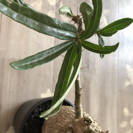 packypodium  bispinosum《L  size》現地球  発根済み株  ※店主管理国内６年株‼︎ ※mad  black  pot植え
