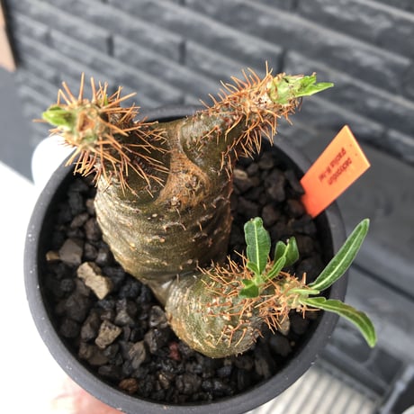 pachypodium  gracilius《M size》希少‼︎ニ頭枝w-he'd＆極green肌株※現地球発根後店主国内管理2年株※極green肌良樹形双頭株※mad black pot植え