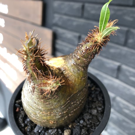 packypodium  gracilius《小さめM size》希少二頭枝※現地球発根済株※店主国内管理2年株※かわいすぎる二頭枝‼︎成長楽しみなサイズ感＆ぼってり株※mad black pot植え