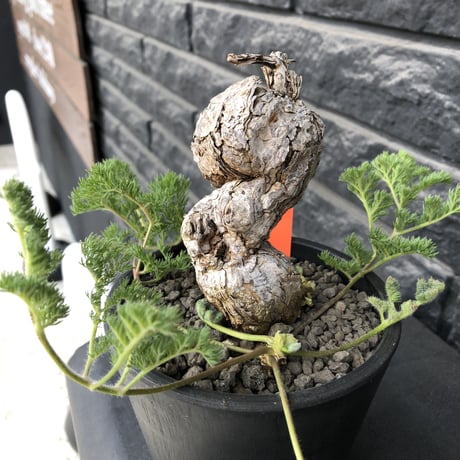 pelargonium triste《大きめL  size》※現地球発根済株※店主国内管理3年株※大株wild樹形な上、より特化した朽く肌質とcolorが堪らない‼︎※mad black pot植え