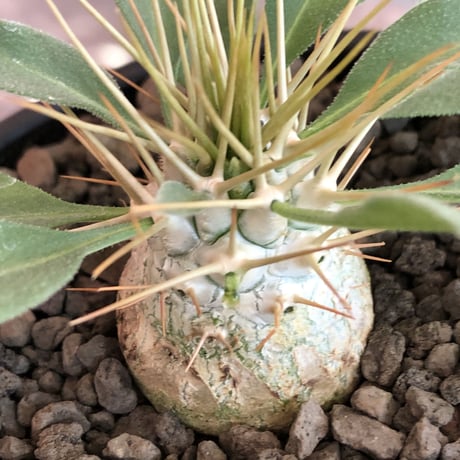 packypodium  namaquanum 光堂《大きめS size》littmon seed🌱※希少‼︎威勢よく葉も展開中‼︎しっかり育て渾身の一株※mad  black bowl pot植え