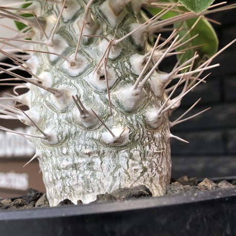 pachypodium namaquanum 光堂《大きめL size》littmon seed🌱※中々見かけないはずのサイズ感と美しい極白肌が堪らない一株※mad black pot植え