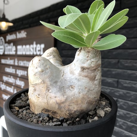 pachypodium  eburneum《L size》※現地球株発根済※メクれ上がった味深き表皮に美しい白肌とのコントラストが堪らない‼︎※mad black bowl pot植え