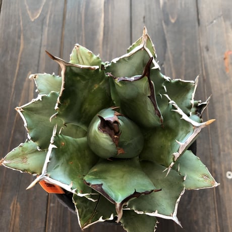 agave     titanota《M size》