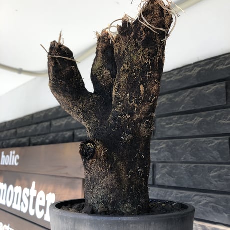 xerophyta trichophylla《S size》※現地球発根後店主国内管理2年株※驚愕強靭株※weightは低く良枝振りな一株※mad black pot植え