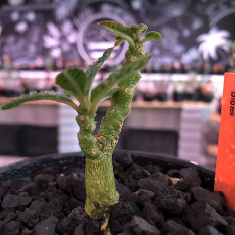 希少 dorstenia   gigas《S size》littmon  seed🌱　※少し捻くれた幹が愛くるしく今シーズンの成長が楽しみな一株‼︎※mad black bowl pot植え