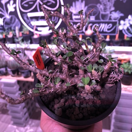 sarcocaulon  vanderietiae《M size》※現地球発根済‼︎※サルコカウロン希少夏型※店主国内管理３年株‼︎※大変wildな枝振り‼︎※mad  black  pot植え