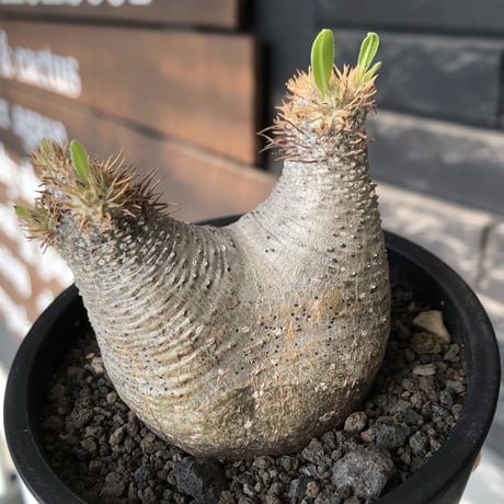 pachypodium gracilius《大きめS size》※極短枝ぼってり株※現地球発根後店主国内管理3年株※極短枝且つぼってり愛くるしい一株※mad black pot植え