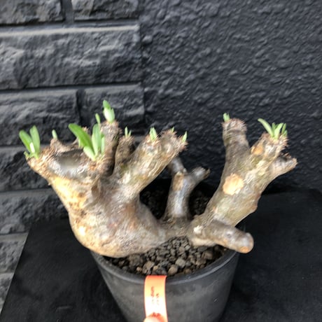 packypodium  brevicalyx《L L size》※現地球発根済株※荒い肌質に極太幹がwildすぎる上、美術的＆interior性高き激オススメ株※mad black pot植え