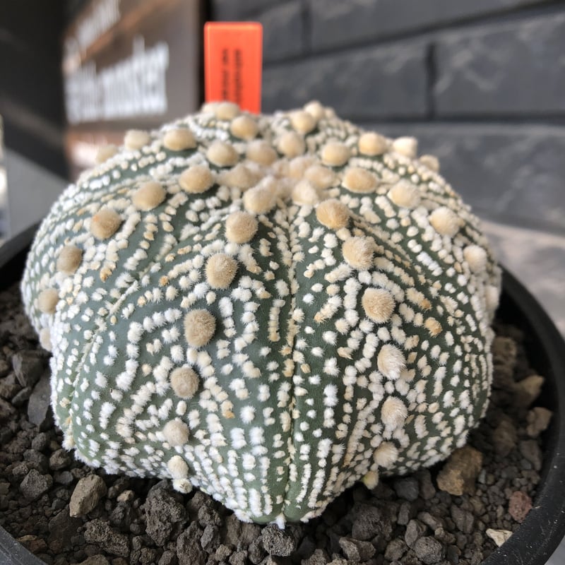 astrophytum asterias var.ミラクル兜《XL size》big株且つ極白
