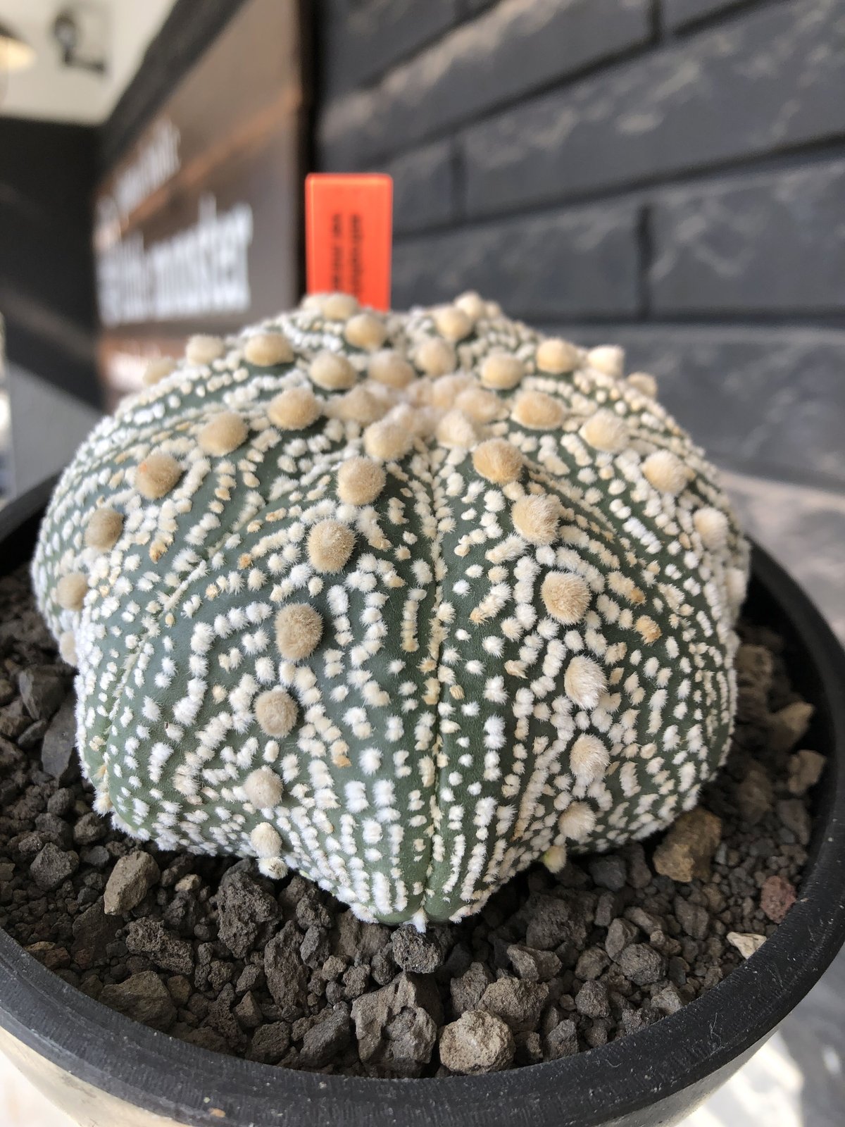 アストロフィツム　子吹きミラクル兜　大株 アストロフィツム・ミラクル兜 | trigger