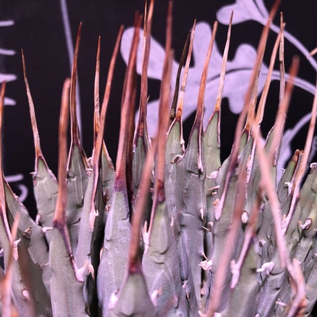 agave   utaensis eborispina《L size》
