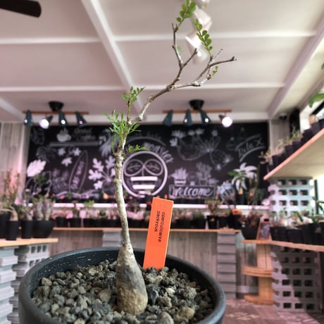 opercullicarya   packypus  littmon  seed🌱 《4年半株》※mad black  bowl  pot植え （限定5株）