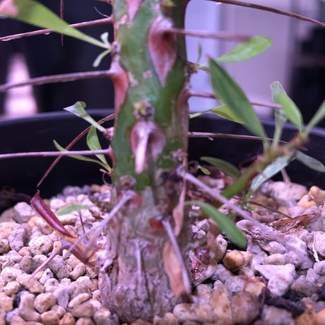 fouquieria  purpusii《M size》balance良き人気プルプシー