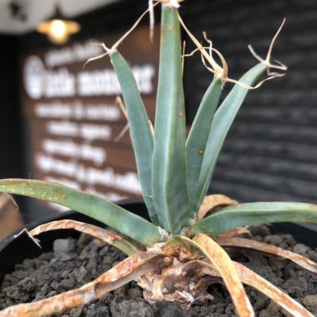 leuchtenbergia  principis 晃山《S size》※現地球株発根済※小振りながらも味深く強靭で育てやすい一属一種の有望株※black bowl pot植え
