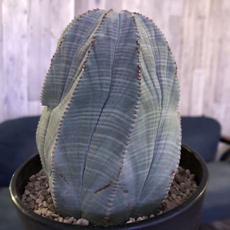 euphorbia  obesa《L size》一部木質化した大株オベサ‼︎※限定６株