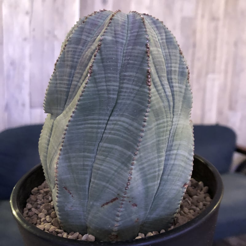 euphorbia obesa《L size》一部木質化した大株オベサ‼︎※限定6