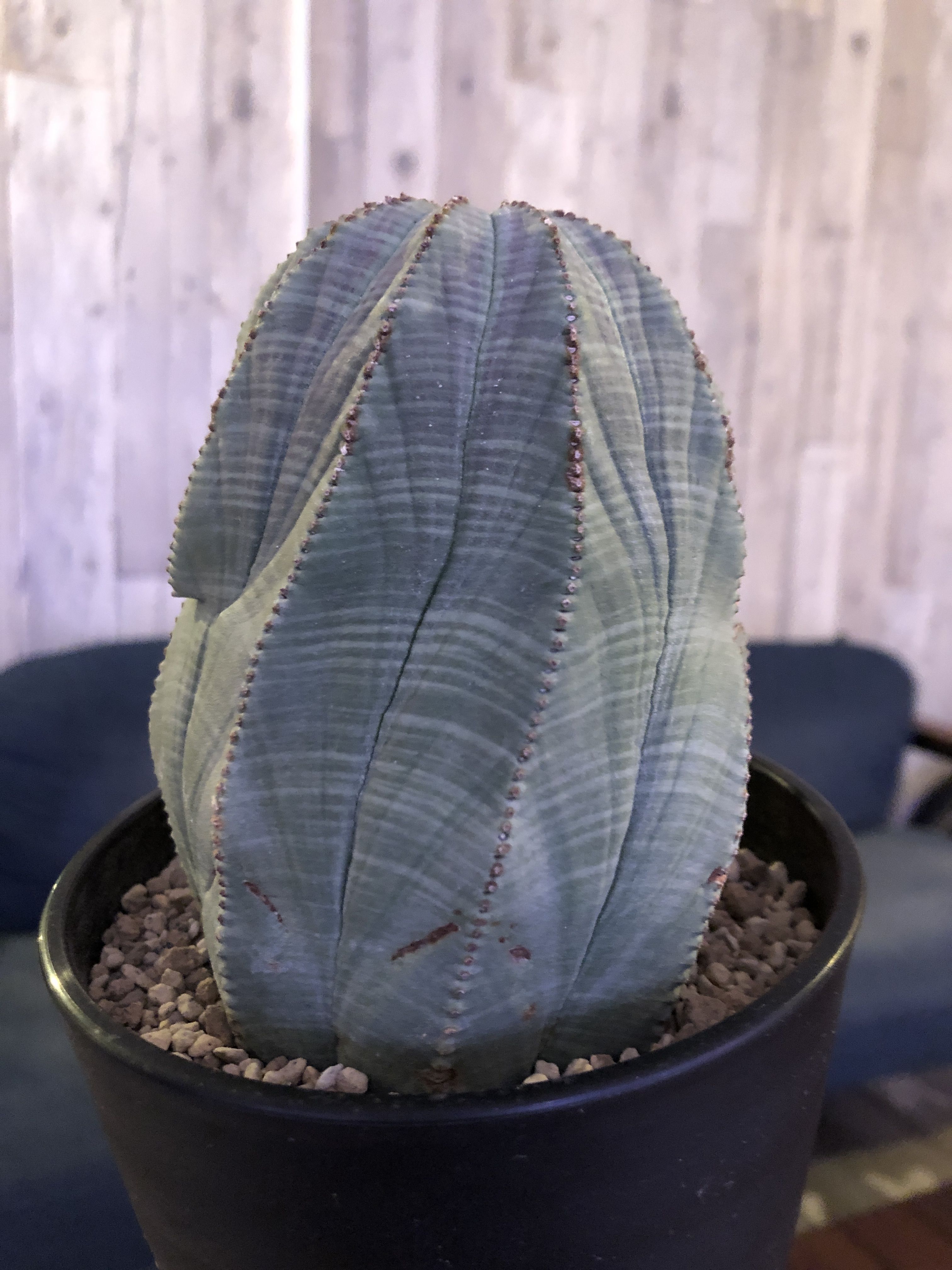 euphorbia obesa《L size》一部木質化した大株オベサ‼︎※限定6株 | p