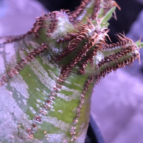 packypodium  gracilius《M size》green肌‼︎驚愕低重心※現地球発根済株※店主国内管理3年株※極短枝で愛くるしいcolorに極ぼってり樹形※mad black pot植え