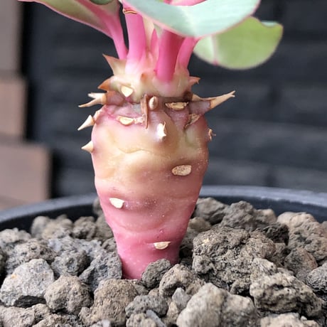 euphorbia viguieri《S size》※現地球株発根済※小振りでピンクカラーが可愛すぎる一株‼︎※mad black pot植え