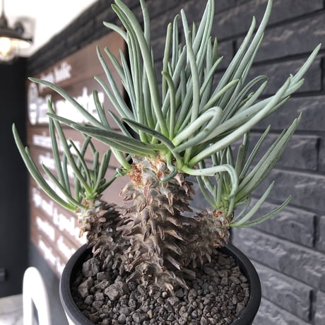 tylecodon  wallichii  和名＝奇峰錦《大きめM size》※現地球発根後店主管理4年株※美しく低重心良樹形balanceな一株※ mad black pot植え