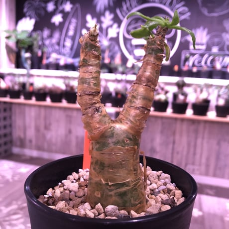 tylecodon  paniculatus 《S size》置き物のようなかわいさ
