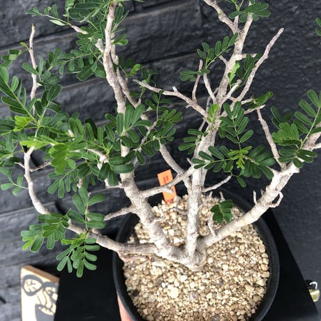 senna  meridionalis《M size》おススメ株