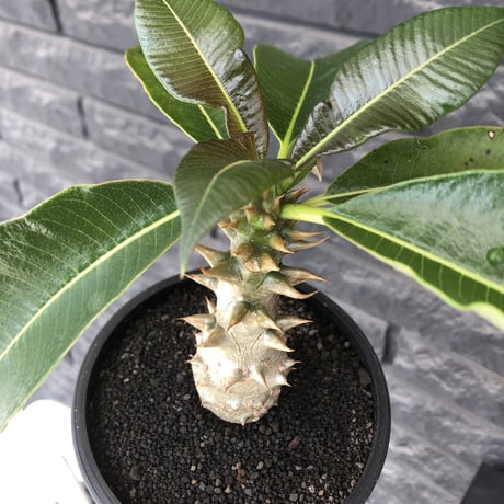 pachypodium  baronii《M size》※激希少‼︎現地球発根後店主国内管理3年株※現地らしい荒いstuds棘に肌質‼︎weight低め極太樹形※mad black pot植え