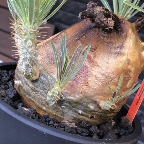 pachypodium gracilius《L size》※現地球株発根済（店主所有株）※360度現地焼け表皮&360度胴吹き枝を持つ唯一無二過ぎる渾身の一株※mad black bowl pot植え