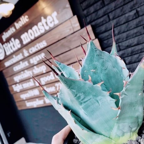 agave     parrasana   globe《M size》