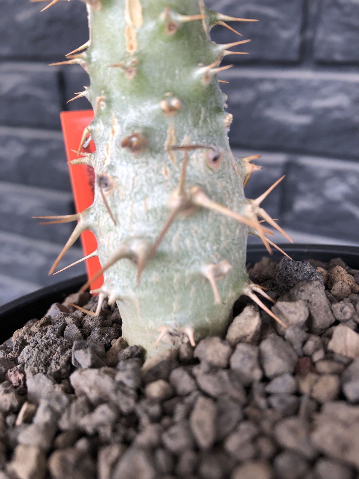 carvaniPachypodium Ambongense 種子 100個 carvaniPachypodium Ambongense 種子 100個 種子100粒
