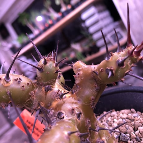 sarcocaulon   crassicaule《S  size》 ※冬型caudex‼︎  人気な冬型種！オススメ株