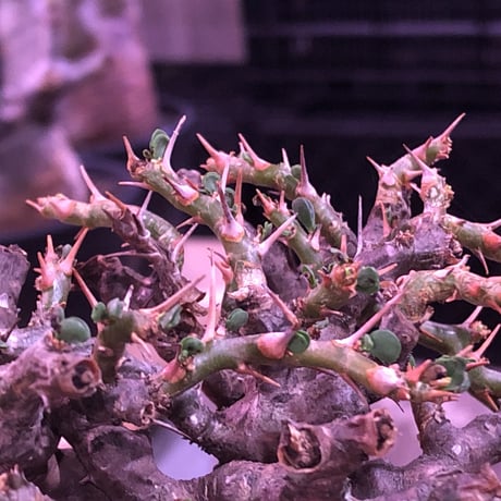 sarcocaulon  vanderietiae《L size》※現地球発根済株※サルコカウロン種‼︎夏型※店主国内管理4年株‼︎※wild枝振り良樹形※mad  black  pot植え