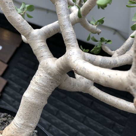 othonna  furcata《XL size》大株最高樹形※現地球発根後店主国内管理10年株※極めて美しい白肌にこの上なき枝振りな渾身の一株※mad black bowl pot植え