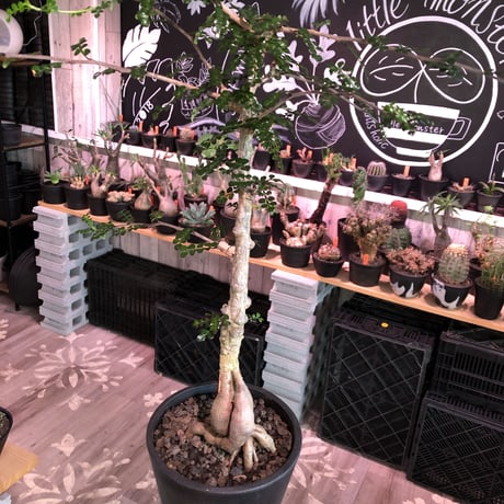 opercullicarya   decaryi  littmon  seed🌱《7年株》※長きに渡り育て管理、幹のボコボコ強きパワータンクもゴツいオススメ株※mad  black  pot植え
