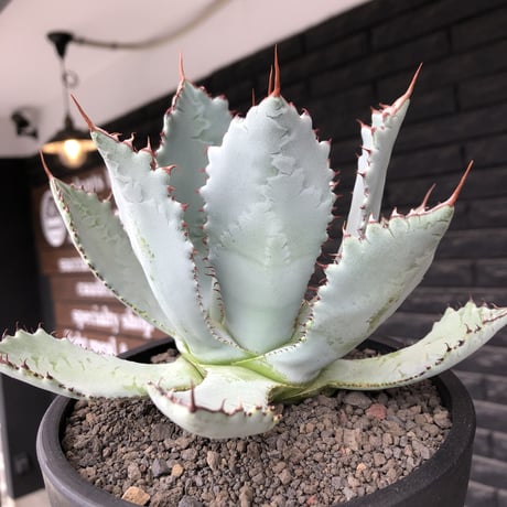 agave guadalajalana《L size》※現地球株発根済※大きめ且つ締まり良き美しい選抜株※mad black bowl pot植え