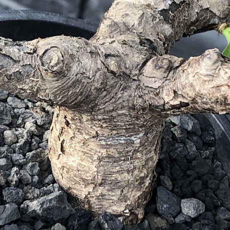 euphorbia  itremensis 《M size》※現地球発根済株※店主国内管理3年株※個体差の激しい樹形とmad質な葉&表皮colorが魅力で堪らない人気者※mad black pot植え