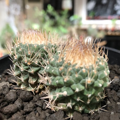 strombocactus 白棘菊水 4分頭《Lsize》※littmon seed株※現地球株と比べ生育は早く例年開花も楽しめる美樹形な一株‼︎※black bowl pot植え
