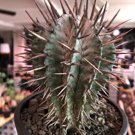 euphorbia horrida《大きめM size》※現地球株発根済※とびきりまん丸な可愛すぎる良樹形‼︎※mad black pot植え