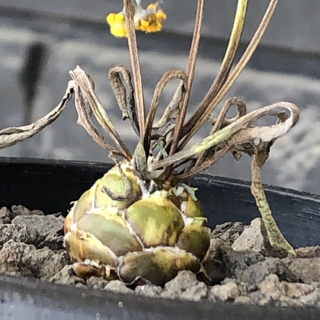 othonna   lepidocaulis《S size》※littmon seed🌱※ボール型からの成長と表皮の変色の変化も楽しめる一株※mad black pot植え