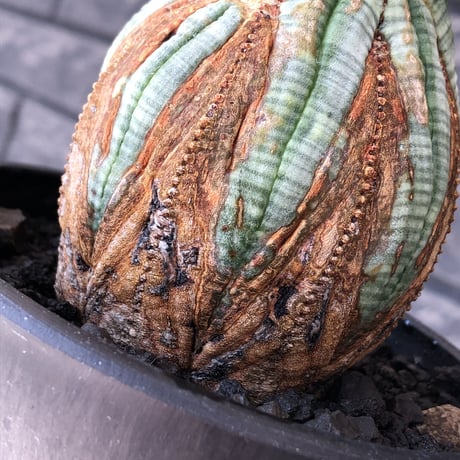 euphorbia obesa  old《L size 》※現地球株発根済※極木質化が進みビンテージ感強き年代物なワイルドオベサ‼︎※mad black bowl pot植え