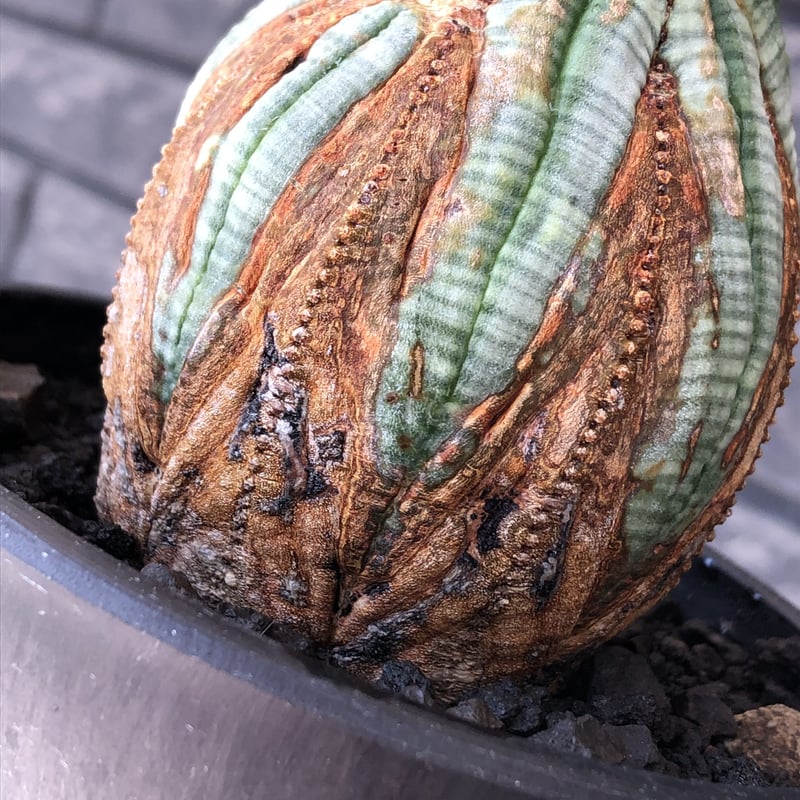 euphorbia obesa old《L size 》※現地球株発根済※極木質化が進みビン