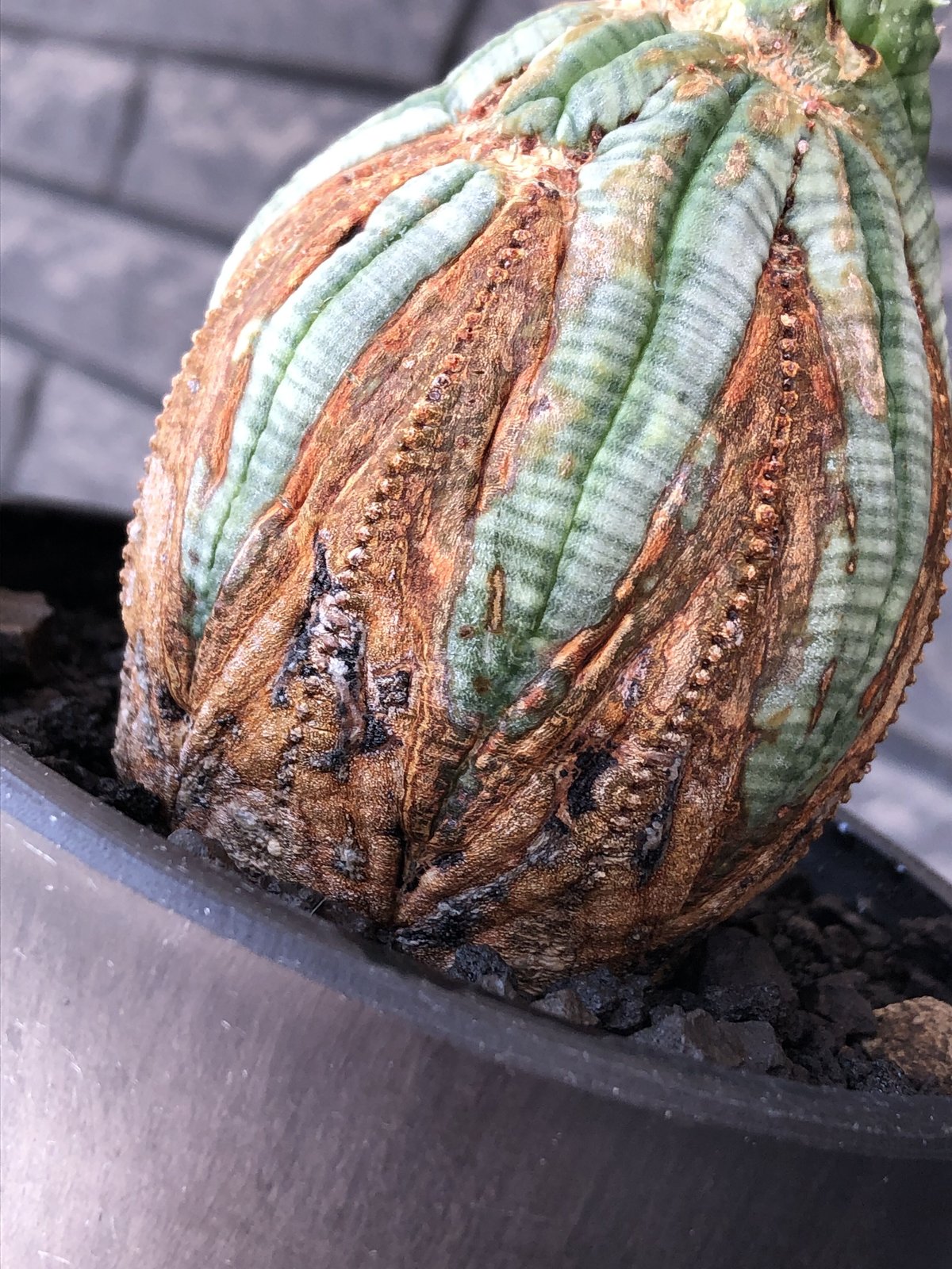 euphorbia obesa old《L size 》※現地球株発根済※極木質化が進みビン