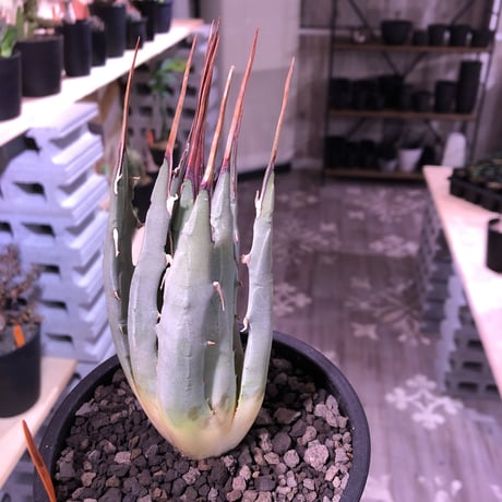 agave    utaensis  eborispina《M  size》