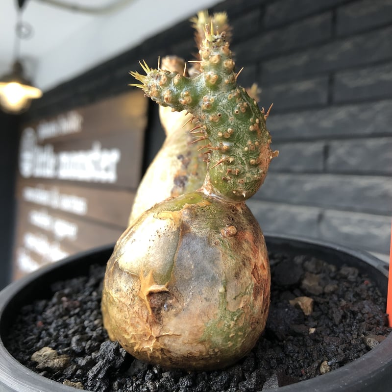 pachypodium gracilius《小さめL size》希少‼︎極green＆現地焼け